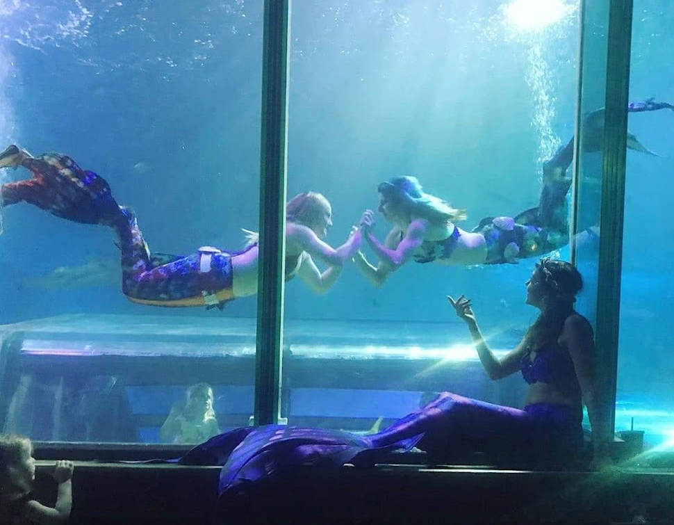 2 mermaids performing in an aquarium tank it the UK. another mermaid is sat on the large window ledge gazing up into the water along side a little girl who is also watching in amazement